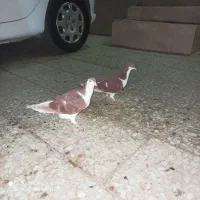 ک بو تر|پرنده|رضویه, |دیوار