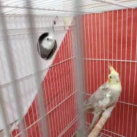 عروس هلندی|پرنده|مشهد, هدایت|دیوار