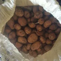 سیب زمینی|خوردنی و آشامیدنی|ارشق, |دیوار