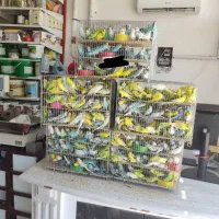 فنچ،مرغ عشق،نرگسی،برزیلی،گرین