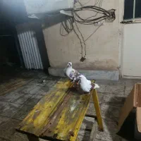 یک جفت نر ماده به فروش می‌رسد|پرنده|تهران, افسریه جنوبی|دیوار