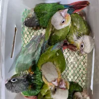 انواع نژادهای گرینچک سرلاکی تا مولد برد شاپ شاپرک|پرنده|اصفهان, حسینآباد|دیوار