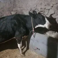 گاو گوساله|حیوانات مزرعه|دهگلان, |دیوار