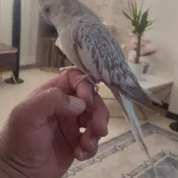 عروس هلندی ایزوبلا|پرنده|شیراز, تاچارا|دیوار