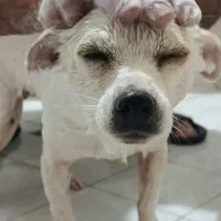 واگذاری میکس شیبابا ترییر|سگ|بندر انزلی, پیل علی باغ|دیوار