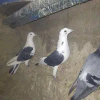 چند جفت کفتر پشت گراف پلاکی|پرنده|زاوه, |دیوار