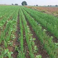 تره پیاز تازه