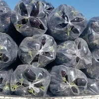 بادمجان9.فلفل15 خیار 21هشت خط30ماهی|عمده‌فروشی|بندرعباس, |دیوار