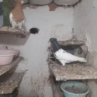 کفتر سینه کله سیاه همه جفتی