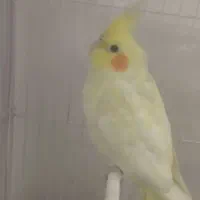 عروس هلندی آلبینو.|پرنده|مشهد, رده|دیوار