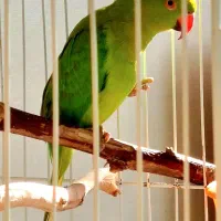 طوطی ملنگو جوجه نر