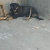 ماده پژدر هفت ماهه