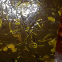 ترشی و لواشک|خوردنی و آشامیدنی|سرپل ذهاب, |دیوار