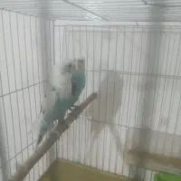 دو عدد مرغ عشق به خاطر کمبود جا به فروش میرسد