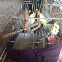 عروس هلندی|پرنده|آران و بیدگل, |دیوار