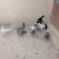 کفتر خوب پرشی گرویی|پرنده|قم, باجک یک|دیوار