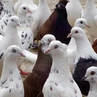 واکسن کبوتر