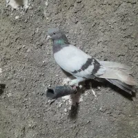 کفتر رنگی آس بی عیب|پرنده|شیراز, کوشک میدان|دیوار