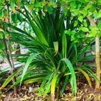 گل پاندانوس بسیار بزرگ و سرحال برابر با عکس