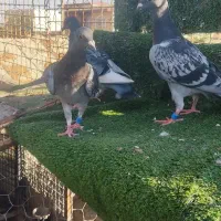 کبوتر آردن و سار و بزک ،سوسکی|پرنده|آق قلا, |دیوار