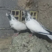 کبوتر