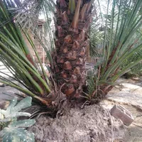 عرضه کننده نخل خرما بچه کنتار خرید|خدمات باغبانی و درختکاری|اهواز, پردیس|دیوار