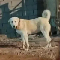 ماده عراقی|سگ|سیلوانه, |دیوار