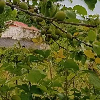 شاطر سنگگ