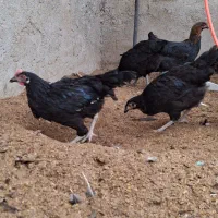 نیمچه طاقچه مرغ و خروس بلک استار مرندی|حیوانات مزرعه|سبزوار, صالح آباد|دیوار