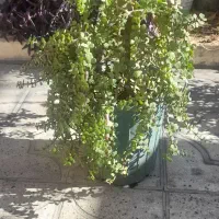 گیاه کراسولا