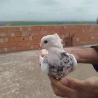 کبوتر|پرنده|گنبد کاووس, |دیوار