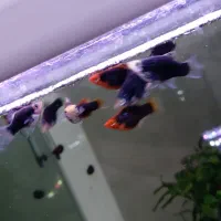 پلاتی بالن توکسیدو پلاتی سان رایس