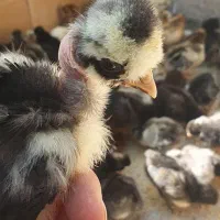 جوجه مرغ کاکلی