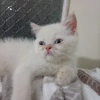 گربه همالین چشم ابی