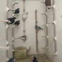 کبوتر پرودنی