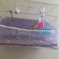 قناری رسمی بلندقرص معاوظه باامپلی ماشین|پرنده|محمدشهر, شهرک پیام (مهرالبرز)|دیوار