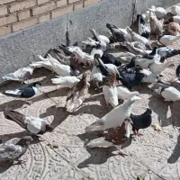 کبوتر نقشی شهرضا|پرنده|شهرضا, |دیوار