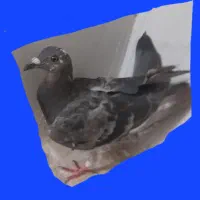 کبوتر مگس‌ماده
