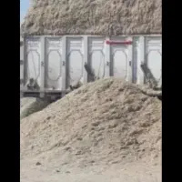 کاه نیشکر باگاس