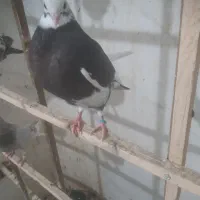 کبوتر باخت