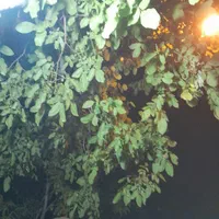 بادام تکان