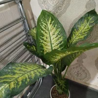 گل دیفن  و فیکوس سالم و شاداب