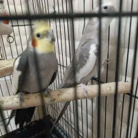 عروس هلندی