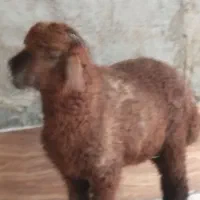 بره نر بابزغاله ماده درهندیجان