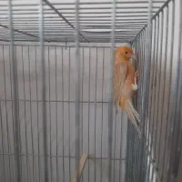 قناری ماده دارچینی،آماده آماده،کاملاً سالم|پرنده|اصفهان, سنبلستان|دیوار