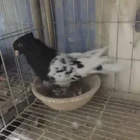 کبوتر کفتر کله سینه|پرنده|شوشتر, |دیوار