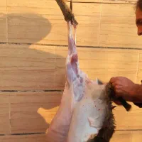 زنده صحرایی بدون روغن