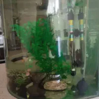 آکواریوم شرکتی