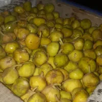 انجیر زرد شیرین
