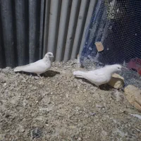 کبوتر|پرنده|شهرکرد, |دیوار